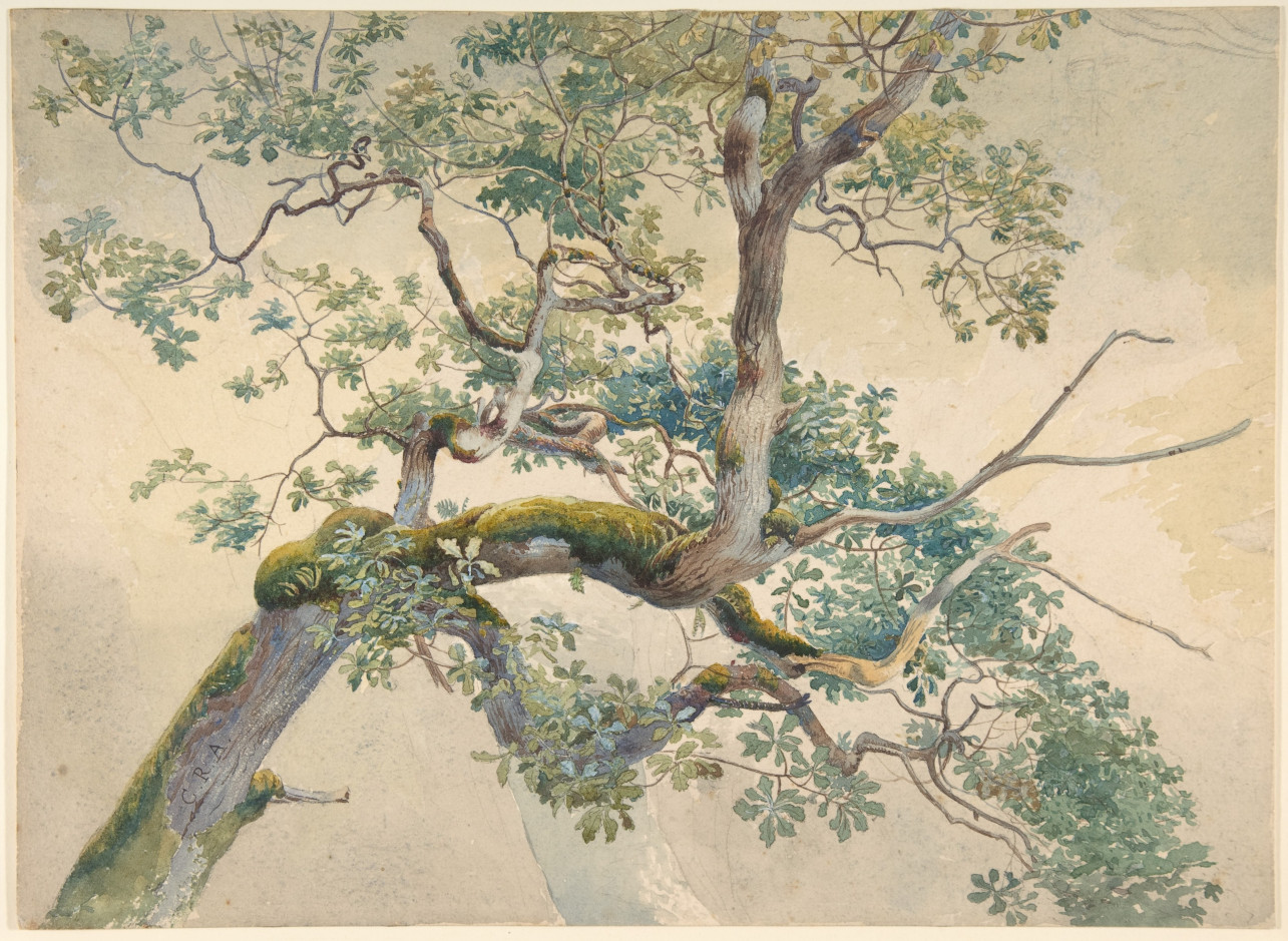 Charles Reginald Aston, Tree Branches, 19th century, Watercolour over Graphite